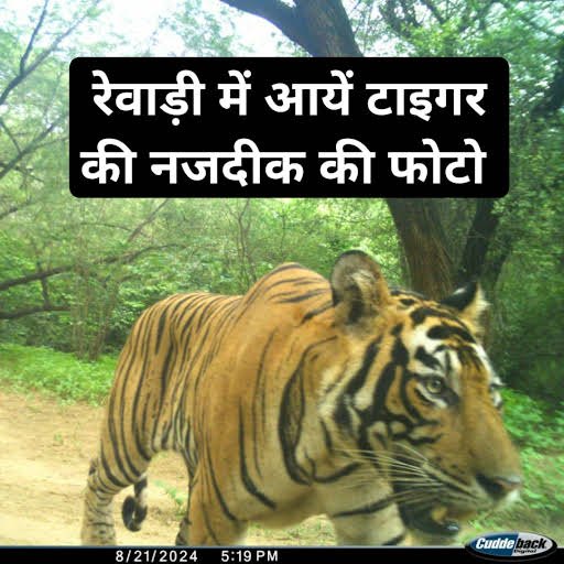 rewari tiger latest news